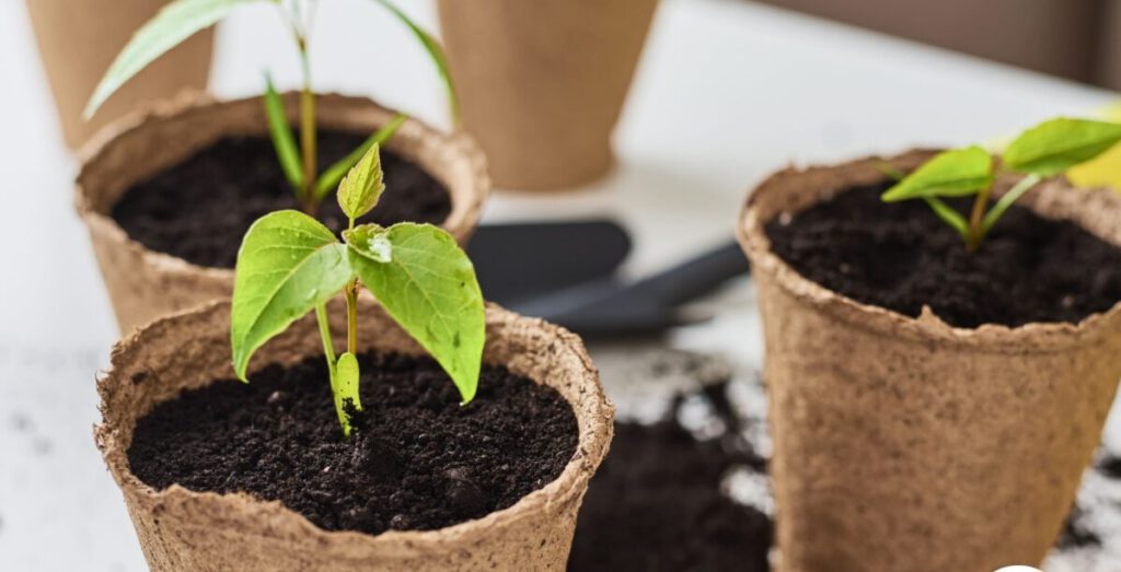 Degradable pots · pack of 6