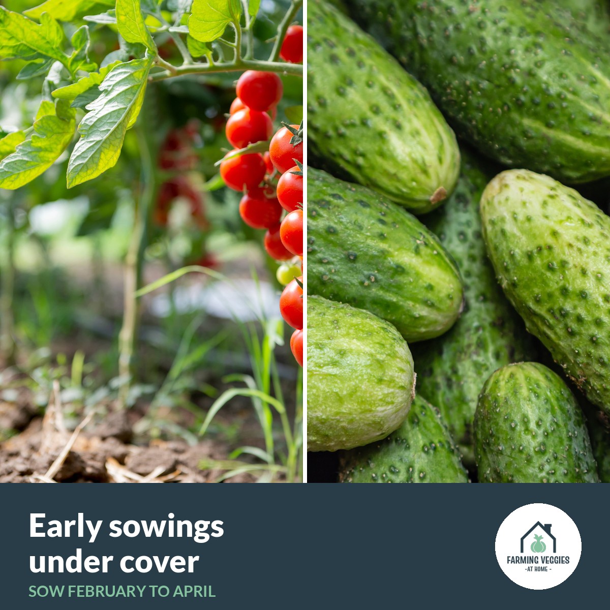 Early sowings bag
