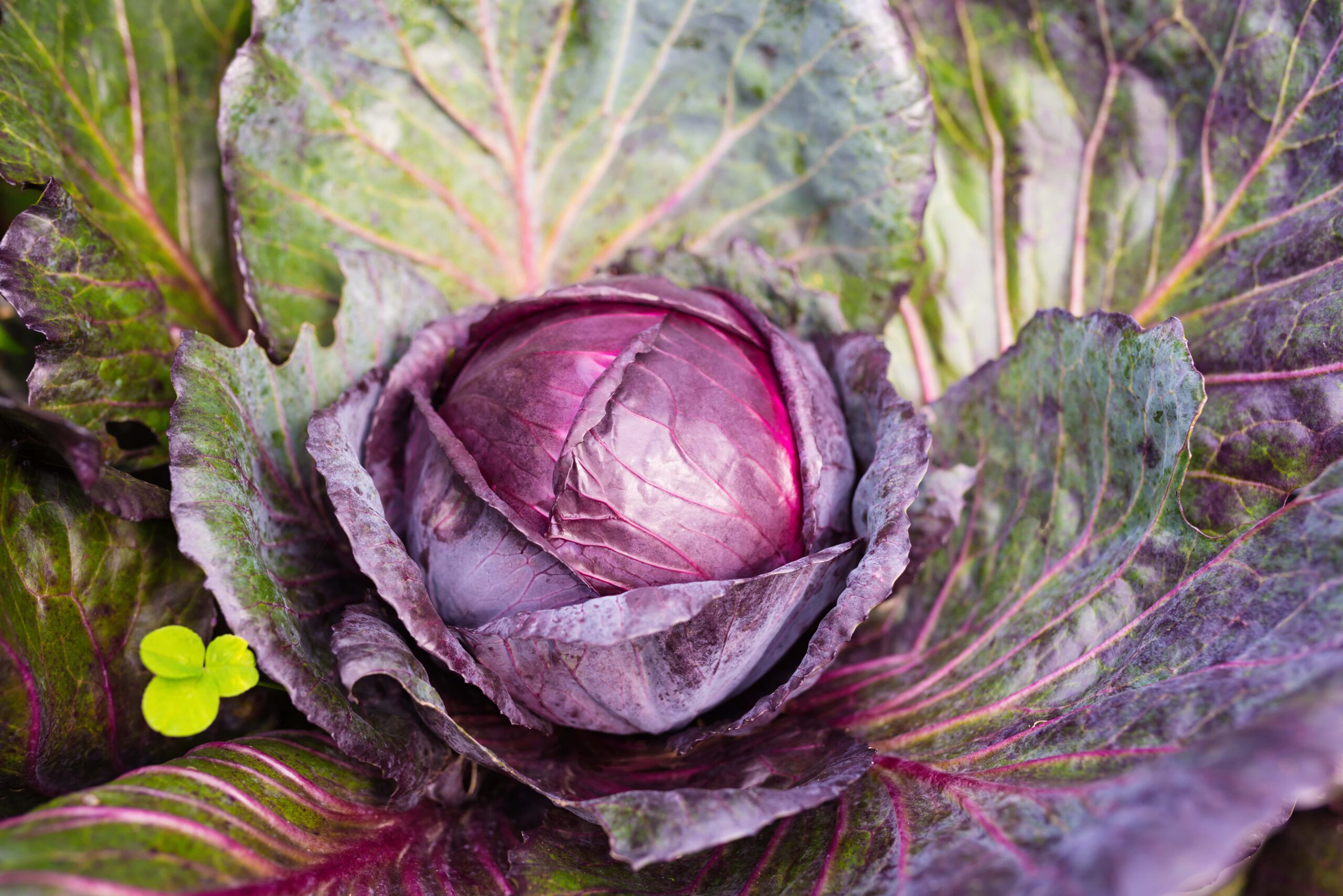 Cabbage Purple