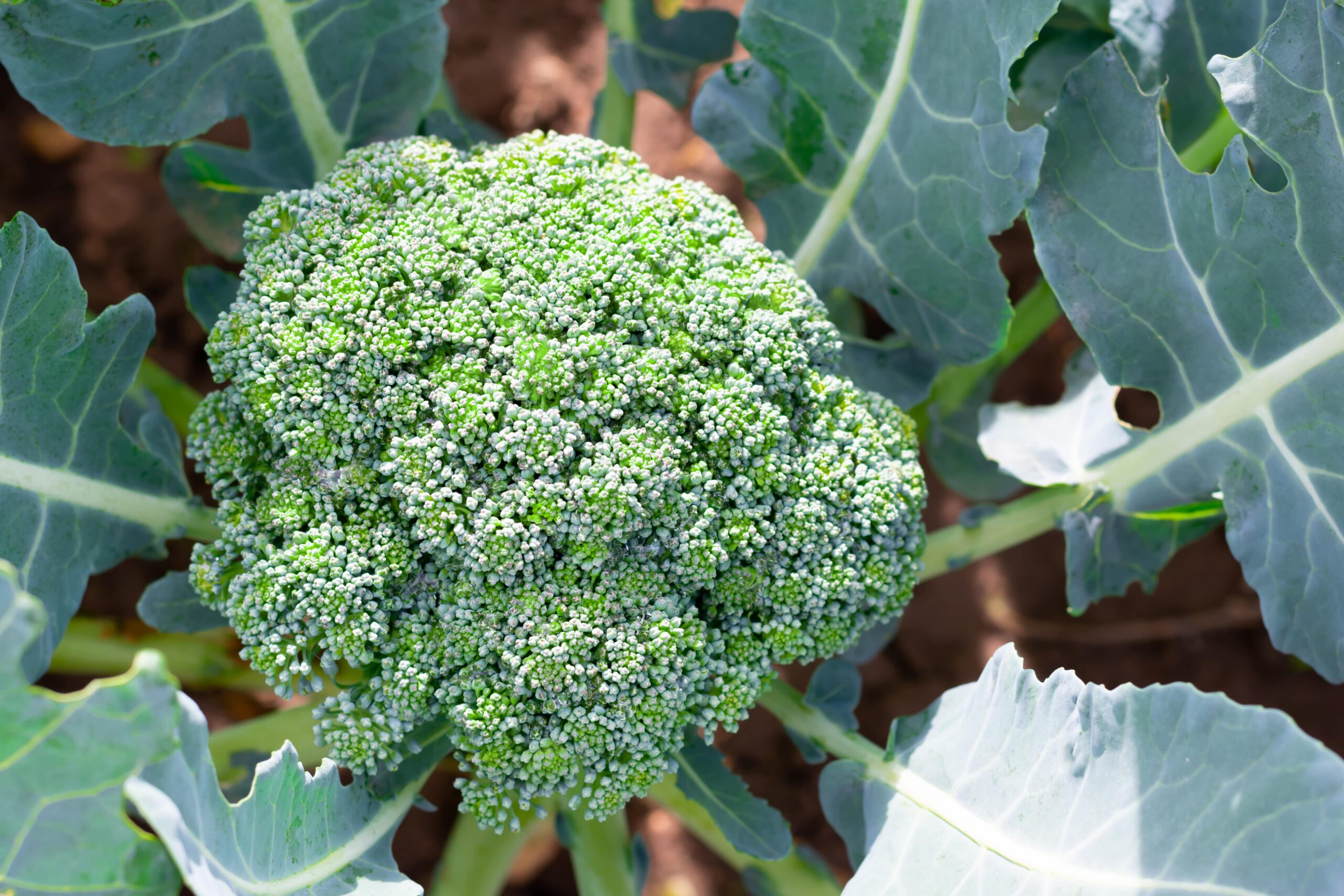 Broccoli Calabrese