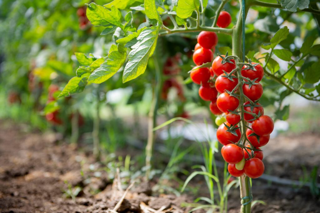 Tomato Red Cherry