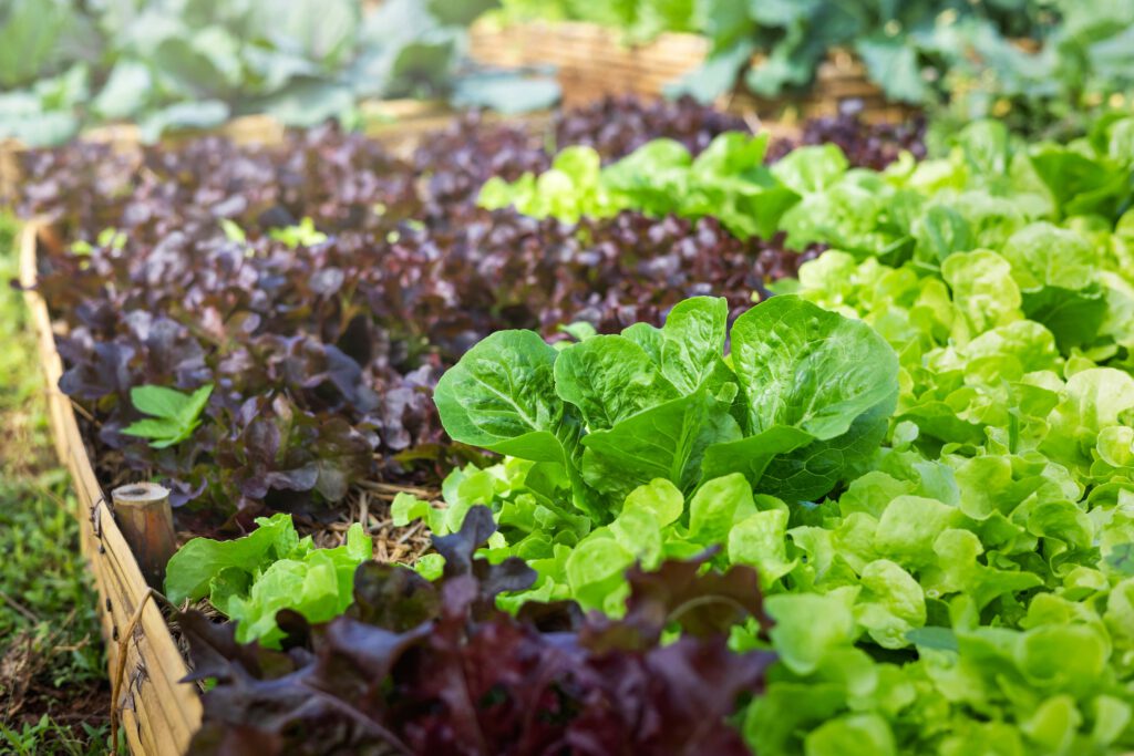Lettuce Mix
