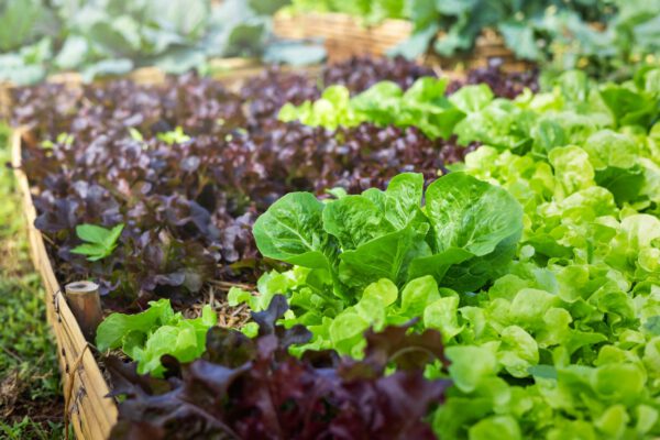 Lettuce Mix
