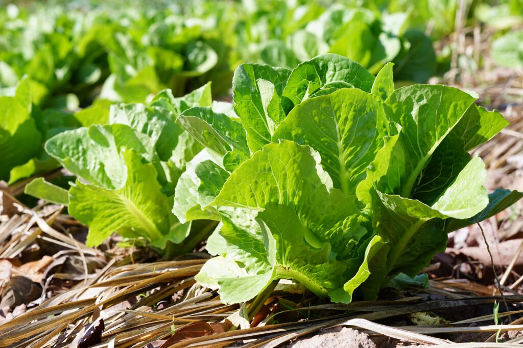 Lettuce Romaine