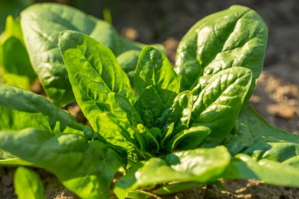 Giant Spinach