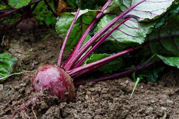 Red Beet
